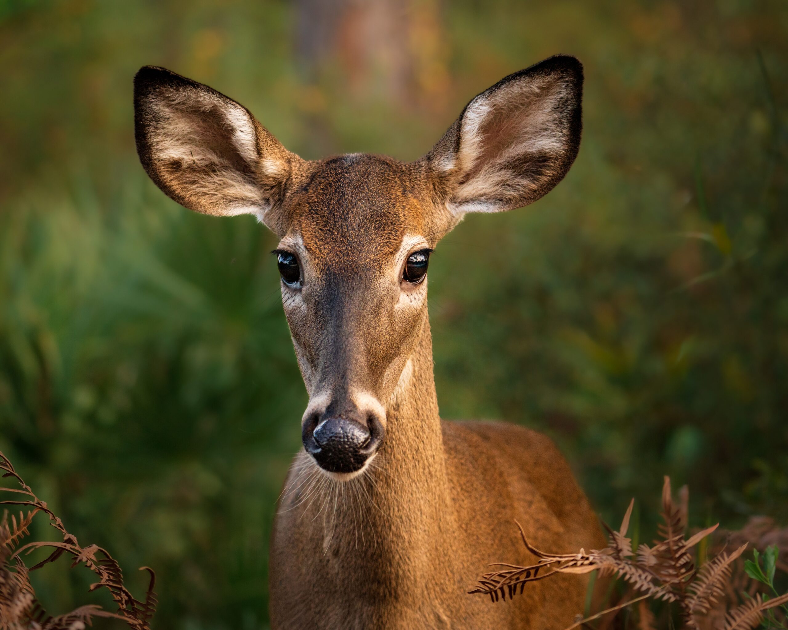 Nature photography story
