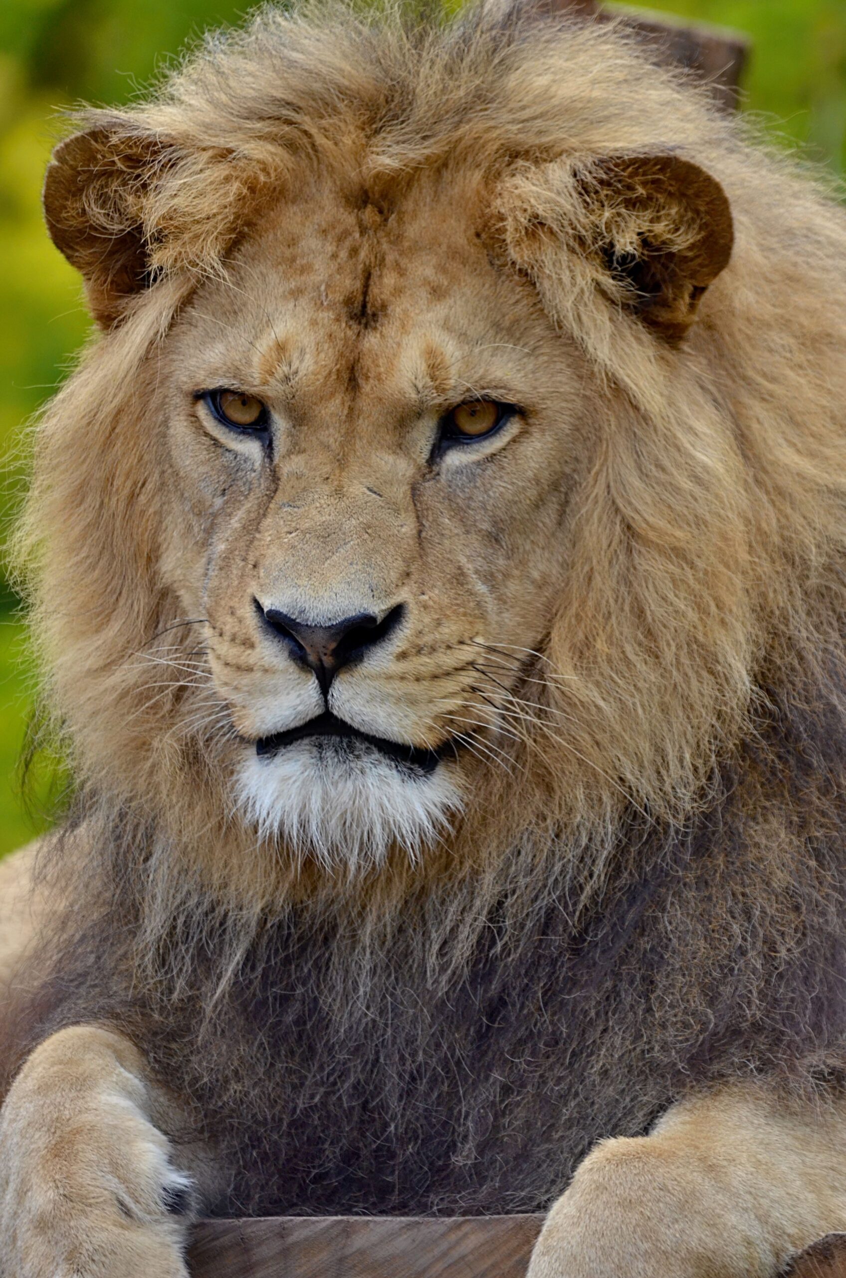 Wildlife photography