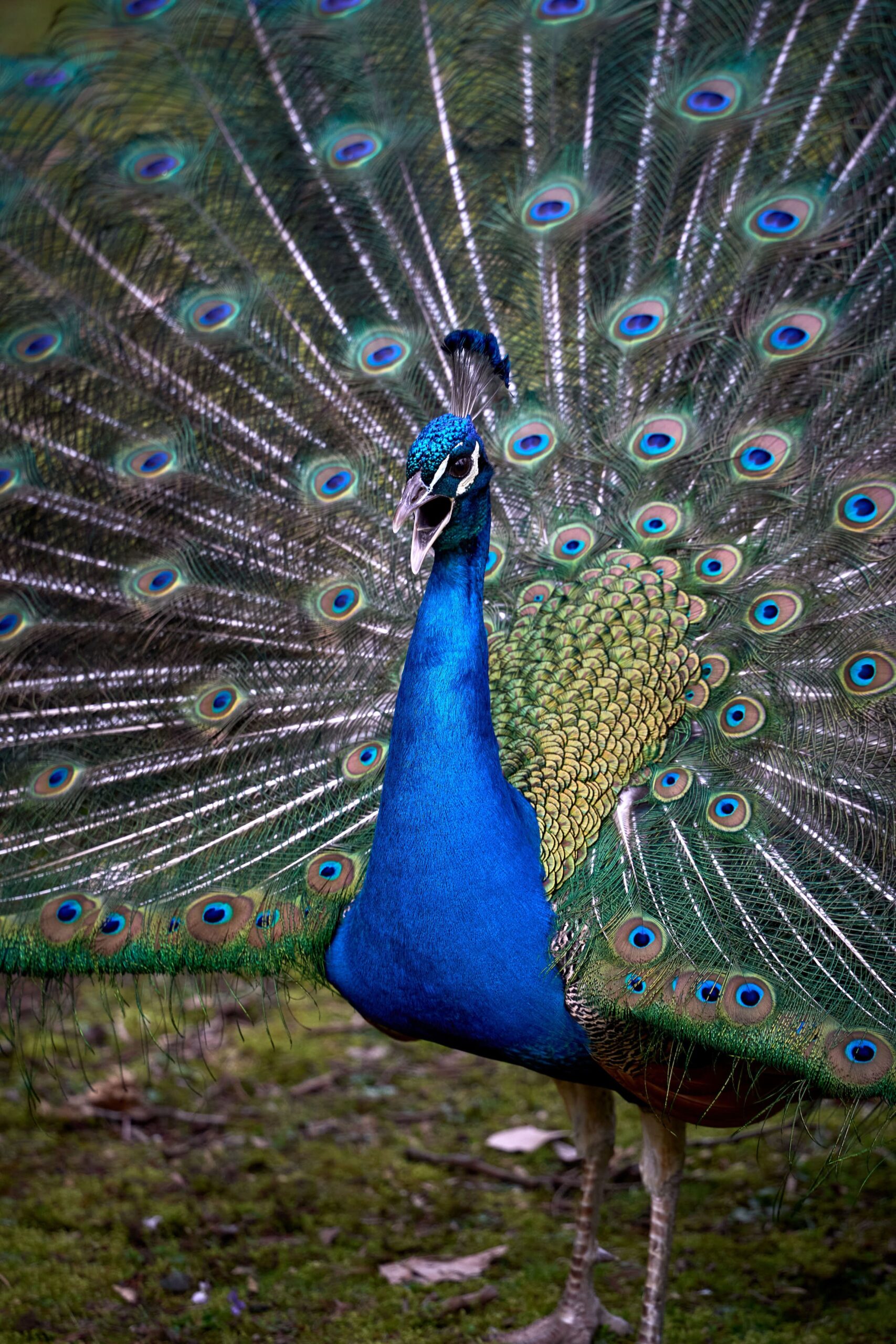 Wildlife photography