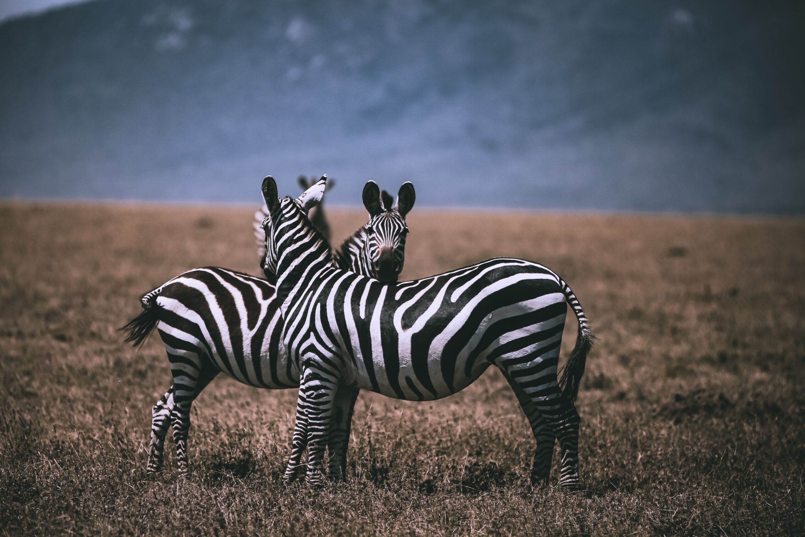Wildlife story
